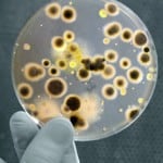 Bacteria Contaminates 60% of Hospital Uniforms