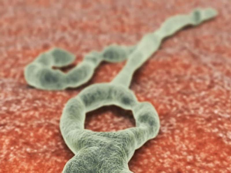 Antibodies from Ebola survivors neutralize virus