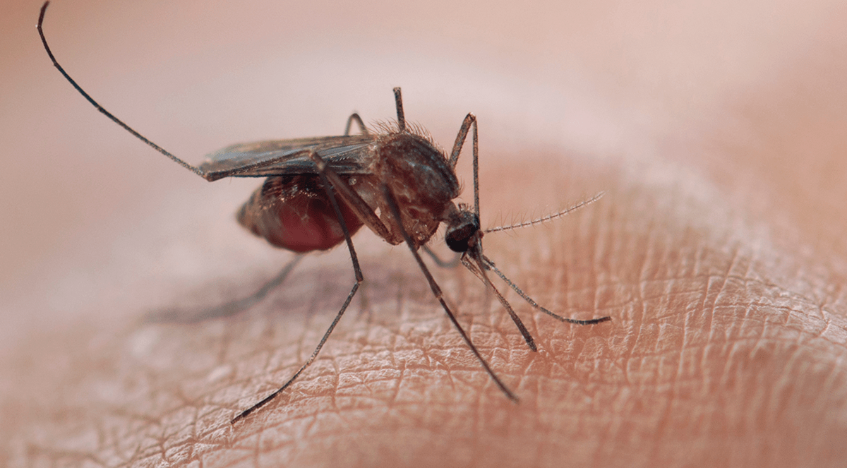Malaria Infection Depends on Number of Parasites, Not Number of Mosquito Bites