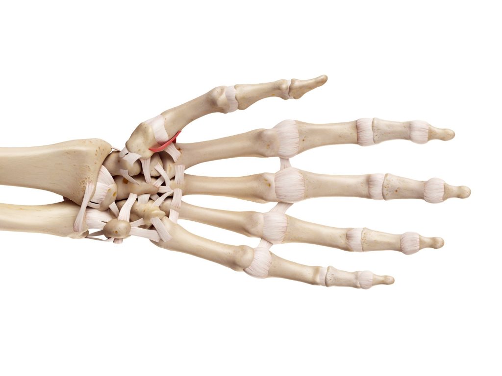 The trapeziometacarpal ligament, skeleton, surgery, rheumatology, photo